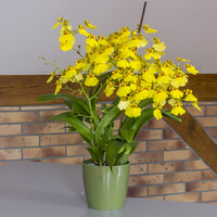 Blumentopf Gr�n 1,5 Liter � 14 cm �bertopf Kunststofftopf Pflanztopf