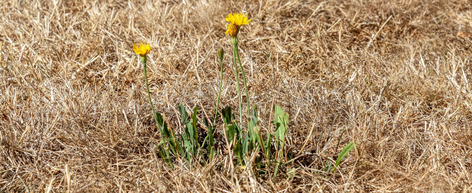 Dein Unkraut nach zwei Wochen